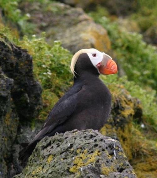 Puffin-uJu5Vs