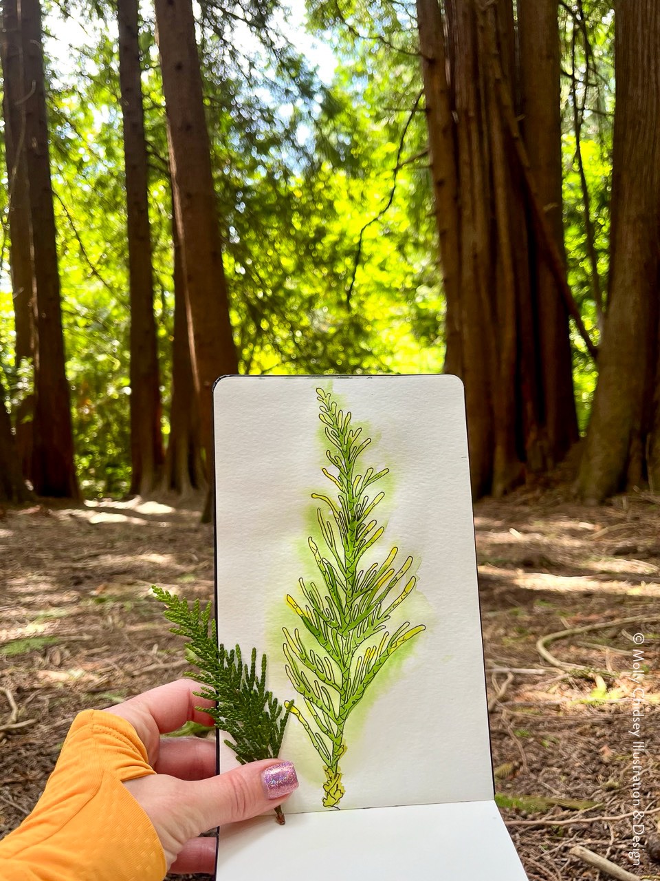 Botanical_Illustration_MollyChidsey_3-GLamkv
